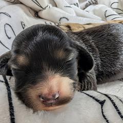 Pinky Pie - Black and cream female Dachshund puppy in Columbus, Ohio from Bumpkins Dachshunds