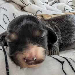 Pinky Pie - Black and cream female Dachshund puppy in Columbus, Ohio from Bumpkins Dachshunds