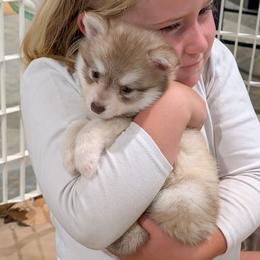 Louise - Red and white female Alaskan Klee Kai puppy in Shelbyville, Tennessee from Gems Rat Terriers