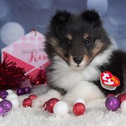 Echo - Shetland Sheepdog puppy in Elk, Washington from Asgard Shetland Sheepdogs