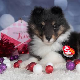 Echo - Shetland Sheepdog puppy in Elk, Washington from Asgard Shetland Sheepdogs