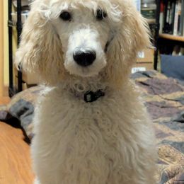 Poodle Puppies from Furball Forest Poodles
