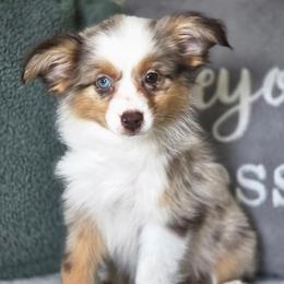 Kat - Red merle female Toy Australian Shepherd puppy in Killen, Alabama from Wilkers Wholehearted Mini Aussies