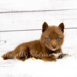 Drina - Red and white female Siberian Husky puppy in Richland, Mississippi from Feazell’s Siberian Huskies
