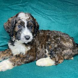 Boy 5 - Sable male Aussiedoodle puppy in Alabama from SBA Aussies