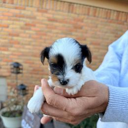 Blanca (Girl 2) - Black tan and white female Biewer Terrier puppy in Las Cruces, New Mexico from De La Rosa Biewers