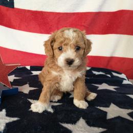 Poodle and Yorkshire Terrier Puppies from Winchester's Magic Yorkipoos & Poodles