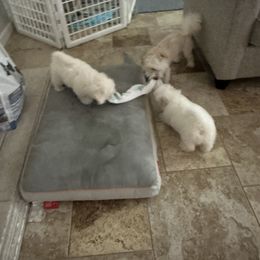 Coton de Tulear Puppies from Beethoven’s Cotons