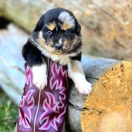 Australian Shepherd Puppies from Steady Aim Aussies