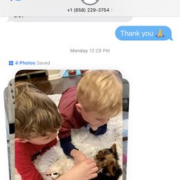 Yorkshire Terrier Puppies from Happy Little Yorkies