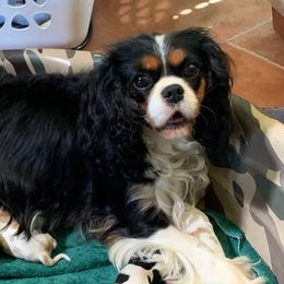 Penny - Cavalier King Charles Spaniel