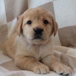 Flurry - Yellow female Labrador Retriever puppy in Camden, Indiana from Camden's Caring Canines