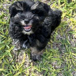 Miniature Schnauzer Puppies from Schnauzers Paradise USA