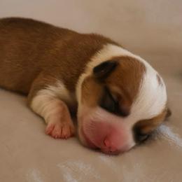 Uncle Sam - Red male Pembroke Welsh Corgi puppy in Arcanum, Ohio from Weissway Corgis