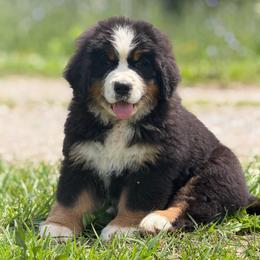 Blue male - Black tan and white male Bernese Mountain Dog puppy in Winigan, Missouri from Home Sweet Bernese