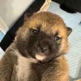 Amber - Sesame female Shiba Inu puppy in Tamarac, Florida from The Queen of Shibas