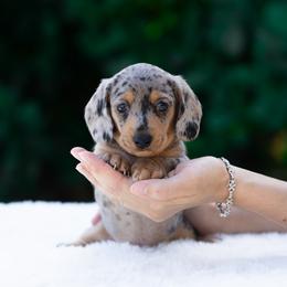 Tazz - Dapple male Dachshund puppy in Fort Myers, Florida from Blossom Paws