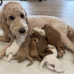 Boy 1 - Red  male Goldendoodle puppy in Nicholasville, Kentucky from Central Kentucky Goldendoodles