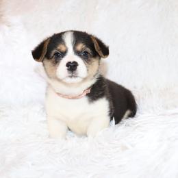 Vixen - Black and tan female Pembroke Welsh Corgi puppy in Morton, Mississippi from Crown AB Farms Pembroke Welsh Corgis