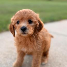 Girl 6 - Red  female Goldendoodle puppy in Meridian, Mississippi from Magnolia Poodles and Doodles