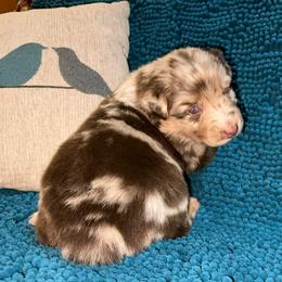 Kiss - Red merle female Australian Shepherd puppy in Piedmont, Oklahoma from HeartDriven Aussies
