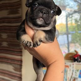 Simby - Black and tan male French Bulldog puppy in Phoenix, Arizona from Little Loaf Frenchie