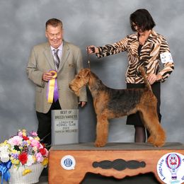 Karma - Airedale Terrier