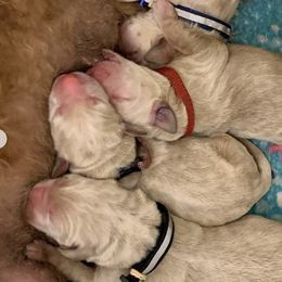 Goldendoodles and Labradoodles from Lynda Murski