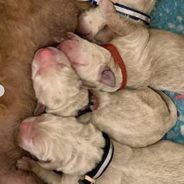 Goldendoodles and Labradoodles from Lynda Murski