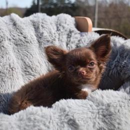 Fifi - Chocolate female Chihuahua puppy in Bulls Gap, Tennessee from Smokey Mountain Chihuahuas