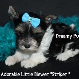 AKC Striker - Black tan and white male Biewer Terrier puppy in Kennesaw, Georgia from Dreamy Pups