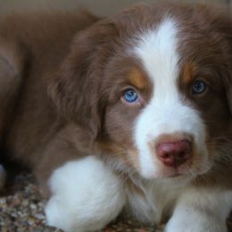 Australian Shepherd Puppies from Faith Valley Australian Shepherds
