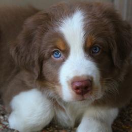 Australian Shepherd Puppies from Faith Valley Australian Shepherds