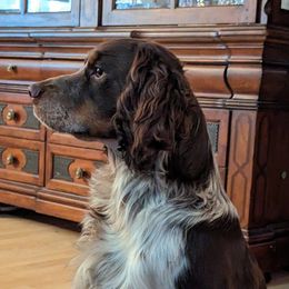 Caramel - English Springer Spaniel