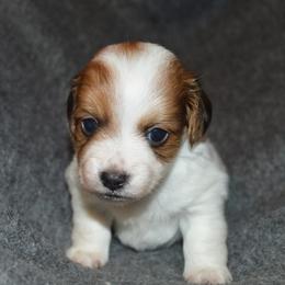 Dachshund Puppies from Mindy's Mini Dachshunds
