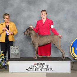 Cane Corso puppies from Soaring Royalty Canines LLC