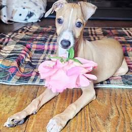 All The DoDa Day Add To Cart - Red male Italian Greyhound puppy in Cadwell, Georgia from All The DoDa Day Italian Greyhounds