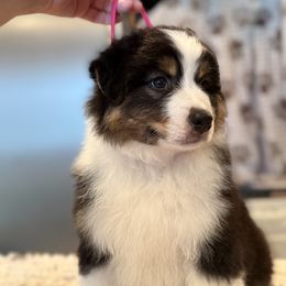 Clark - Black tri male Miniature American Shepherd puppy in Fredericksburg, Virginia from Battlefield Australian Shepherds and Miniature American Shepherds