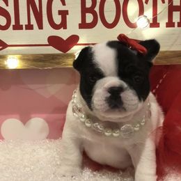French Bulldog Puppies from Sharp-Noble French Bulldogs