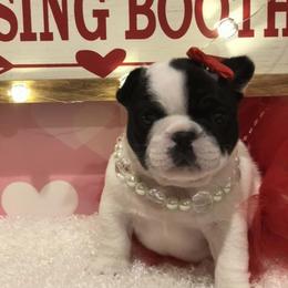 French Bulldog Puppies from Sharp-Noble French Bulldogs