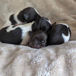 Girl 1 - Liver female Miniature Schnauzer puppy in Brenham, Texas from Ashley Martinez