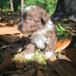 Toy Buddy - Brown and white male Aussiedoodle puppy in Doerun, Georgia from Twig & Tail Puppies