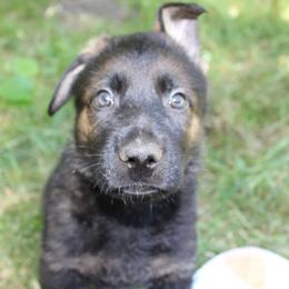 Mariachi - Sable Boy - Sable male German Shepherd puppy in Oakland, Oregon from VHM German Shepherds