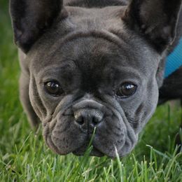 French Bulldogs from San Juan Frenchies