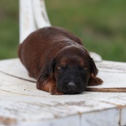 Patrick - Red male Whoodle puppy in West Bend, Iowa from Blue Skies Terriers