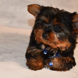 Chico - Black and gold Yorkshire Terrier puppy in Maple Heights, Ohio from Yorkiesllc
