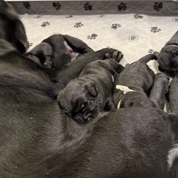 Labrador Retriever Puppies from Hillstone Labradors