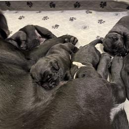 Labrador Retriever Puppies from Hillstone Labradors