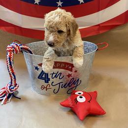 Goldendoodle Puppies from Dhalia’s Doodles