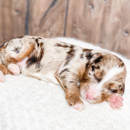 Java - Chocolate merle male Bernedoodle puppy in Hudson, Indiana from TurkeyCreek-K9